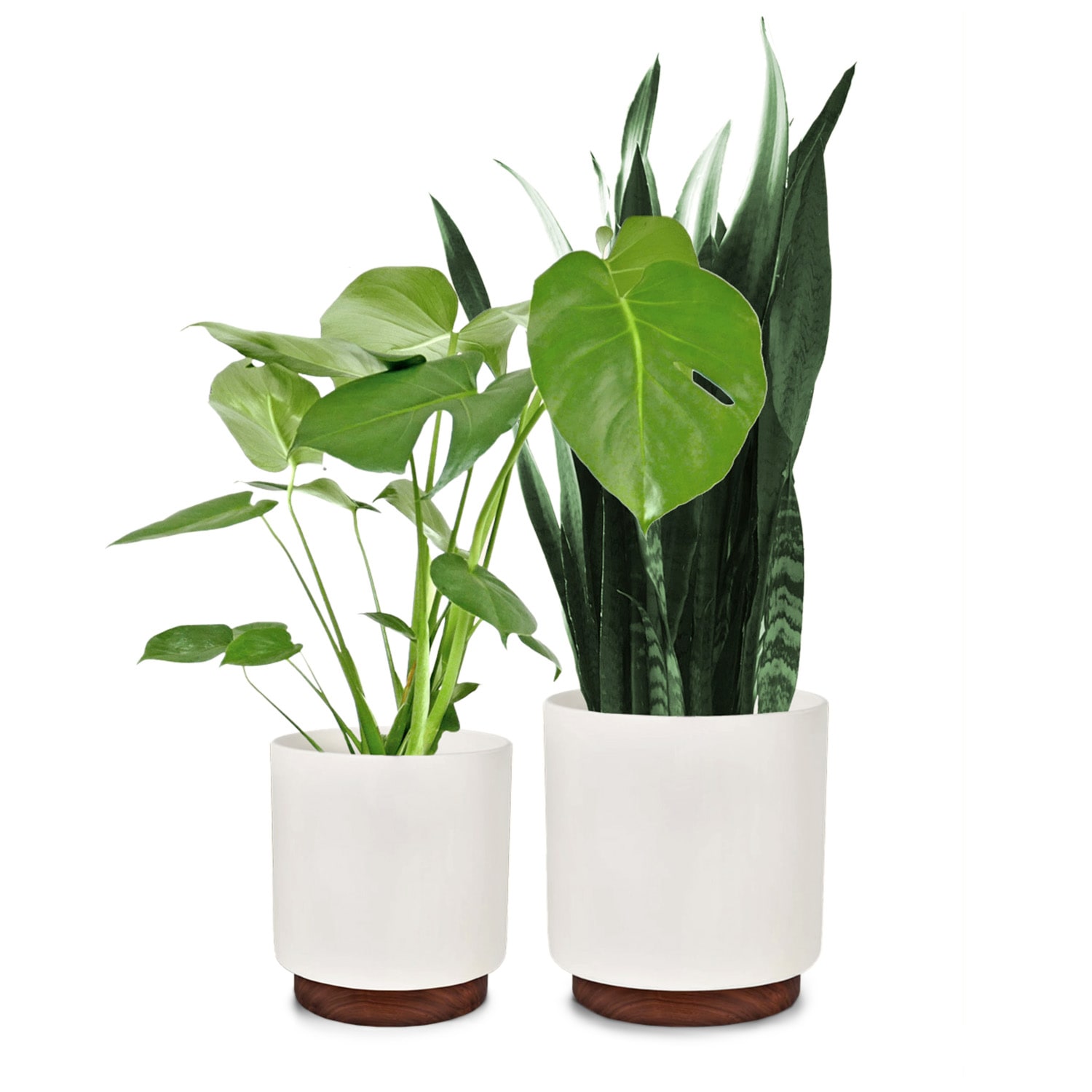 Fox & Fern Enspijk, posude za cvijeće, 2-dijelni set, 2 veličine, drvo oraha, Polystone, ručno izrađeno
